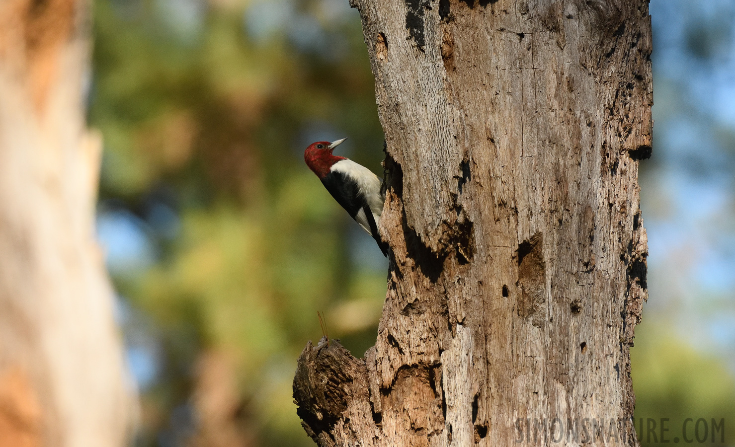 Melanerpes erythrocephalus [400 mm, 1/1600 sec at f / 7.1, ISO 1600]